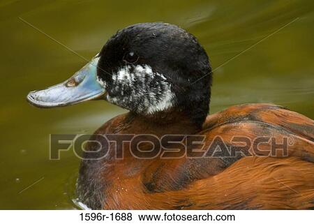 Close-up of a Ruddy duck (Oxyura jamaicensis) in a lake View Large Photo Image Stock Photo - Close-up of a Ruddy duck (Oxyura jamaicensis) in a lake. Fotosearch
