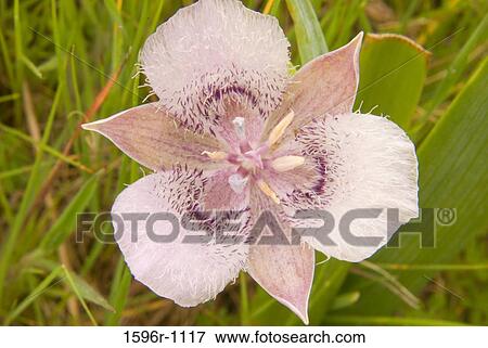 Close-up of a Star Tulip View Large Photo Image Stock Photo - Close-up of a Star Tulip. Fotosearch
