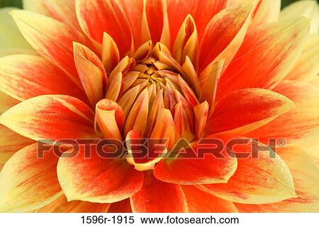 Close-up of a Swans Glory Dahlia, Swan Island Dahlias, Clackamas County, Oregon, USA View Large Photo Image Stock Photography - Close-up of a Swans Glory Dahlia, Swan Island Dahlias, Clackamas County, Oregon, USA. Fotosearch