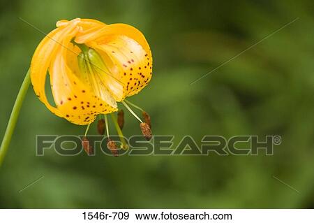 Close-up of a Tiger Lily View Large Photo Image Stock Photo - Close-up of a Tiger Lily. Fotosearch