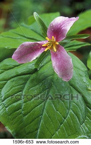 Close-up of a trillium View Large Photo Image Stock Image - Close-up of a trillium. Fotosearch