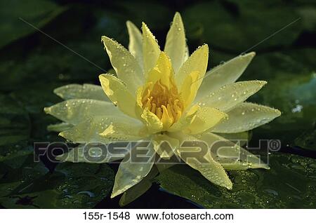 Stock Photo - Close-up of a water lily. Fotosearch