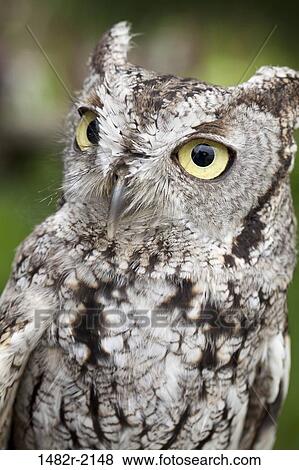 Stock Photo - Close-up of a Western Screech-owl (Megascops kennicottii), Ketchikan, Alaska, USA. Fotosearch