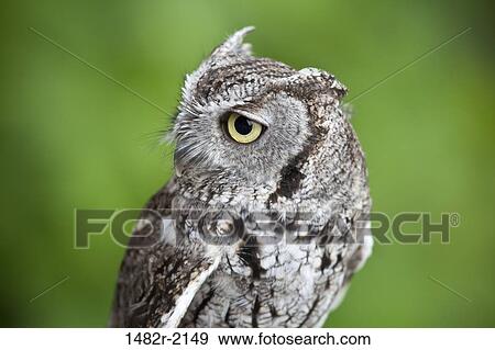 Close-up of a Western Screech-owl (Megascops kennicottii), Ketchikan, Alaska, USA View Large Photo Image Stock Photo - Close-up of a Western Screech-owl (Megascops kennicottii), Ketchikan, Alaska, USA. Fotosearch