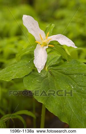 Close-up of a white Trillium flower View Large Photo Image Stock Image - Close-up of a white Trillium flower. Fotosearch