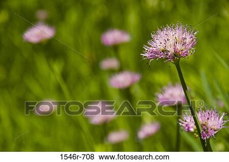 Close-up of a wild onion flower View Large Photo Image Stock Photo - Close-up of a wild onion flower. Fotosearch