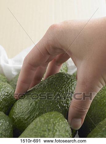 Close-up of a woman's hand packing avocados View Large Photo Image Stock Image - Close-up of a woman's hand packing avocados. Fotosearch