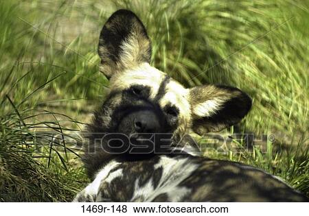 Stock Photo - Close-up of an African wild dog. Fotosearch