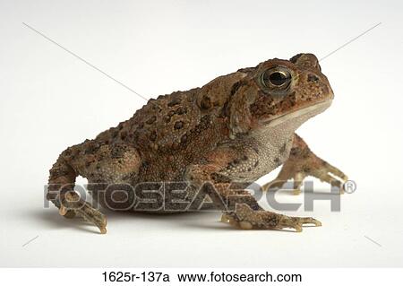 Close-up of an American Toad (Bufo americanus) View Large Photo Image Stock Image - Close-up of an American Toad (Bufo americanus). Fotosearch