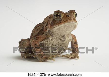 Close-up of an American Toad (Bufo americanus) View Large Photo Image Stock Image - Close-up of an American Toad (Bufo americanus). Fotosearch