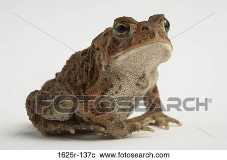 Close-up of an American Toad (Bufo americanus) View Large Photo Image Stock Image - Close-up of an American Toad (Bufo americanus). Fotosearch