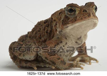 Close-up of an American Toad (Bufo americanus) View Large Photo Image Stock Image - Close-up of an American Toad (Bufo americanus). Fotosearch