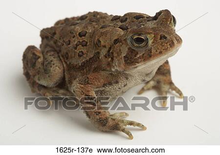 Close-up of an American Toad (Bufo americanus) View Large Photo Image Stock Image - Close-up of an American Toad (Bufo americanus). Fotosearch