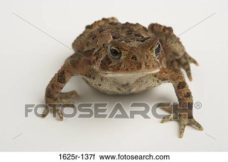 Close-up of an American Toad (Bufo americanus) View Large Photo Image Stock Image - Close-up of an American Toad (Bufo americanus). Fotosearch