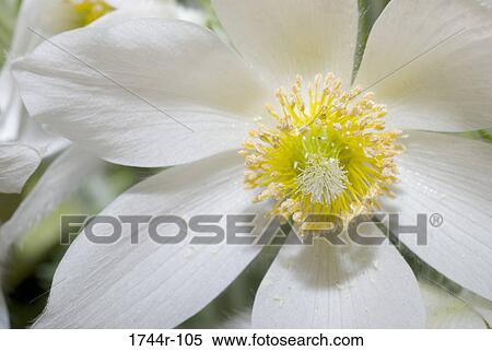 Close-up of an Anemone flower (Anemone nemorosa) View Large Photo Image Stock Photography - Close-up of an Anemone flower (Anemone nemorosa). Fotosearch