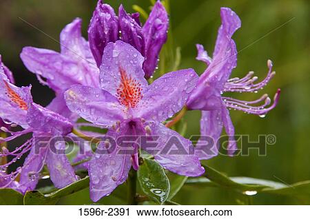 Close-up of Azalea flowers, Crystal Springs Rhododendron Garden, Portland, Oregon, USA View Large Photo Image Stock Image - Close-up of Azalea flowers, Crystal Springs Rhododendron Garden, Portland, Oregon, USA. Fotosearch