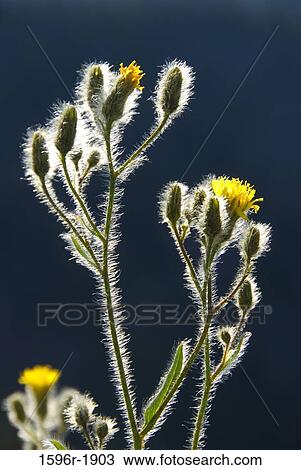 Close-up of back lit flowers, Morrell Mountain, Lolo National Forest, Montana, USA View Large Photo Image Stock Image - Close-up of back lit flowers, Morrell Mountain, Lolo National Forest, Montana, USA. Fotosearch