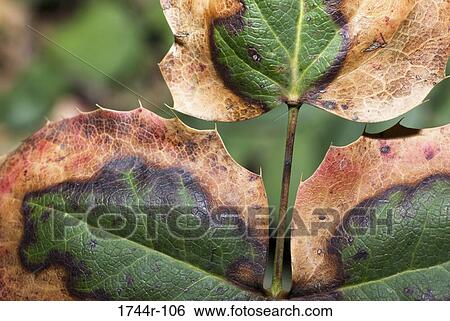 Stock Photograph - Close-up of Berberidaceae leaves. Fotosearch