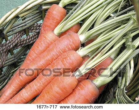 Close-up of carrots in a basket View Large Photo Image Stock Photo - Close-up of carrots in a basket. Fotosearch