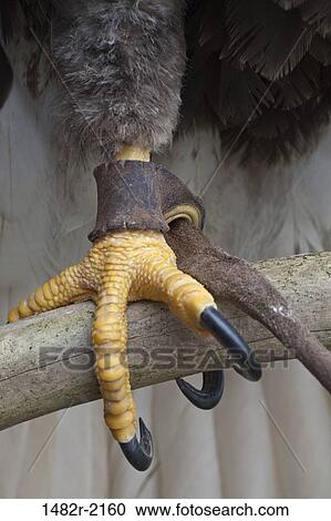 Close-up of claws of a Bald eagle (Haliaeetus leucocephalus), Ketchikan, Alaska, USA View Large Photo Image Stock Image - Close-up of claws of a Bald eagle (Haliaeetus leucocephalus), Ketchikan, Alaska, USA. Fotosearch