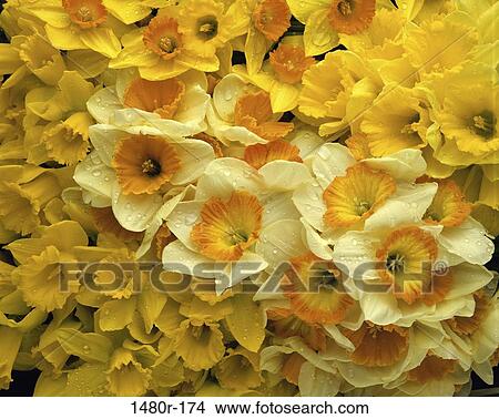 Picture - Close-up of daffodils. Fotosearch