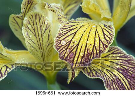 Close-up of dew drops on Siskiyou Iris View Large Photo Image Stock Image - Close-up of dew drops on Siskiyou Iris. Fotosearch