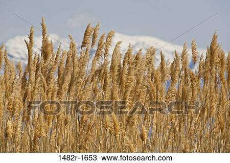 Stock Image - Close-up of dried grass, Bear River Migratory Bird Refuge, Ogden, Utah, USA. Fotosearch