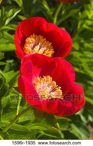 Stock Photography - Close-up of Fairy princess Peonies, Adelman Peony Gardens, Brooks, Marion County, Oregon, USA. Fotosearch