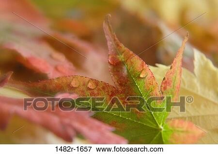 Stock Photo - Close-up of fallen leaves. Fotosearch