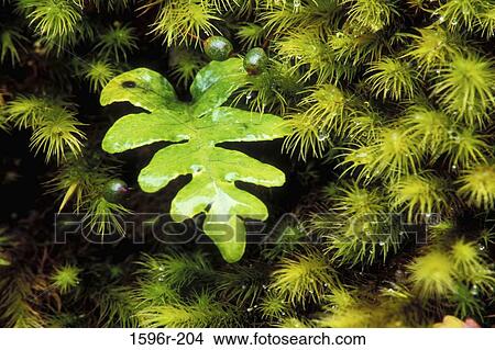 Picture - Close-up of ferns. Fotosearch