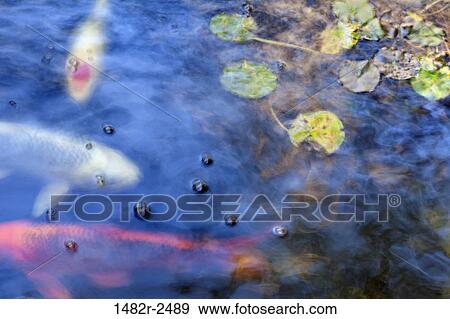 Close-up of fish in the pond, Self Realization Fellowship Meditation Garden, Encinitas, California, USA View Large Photo Image Stock Photo - Close-up of fish in the pond, Self Realization Fellowship Meditation Garden, Encinitas, California, USA. Fotosearch