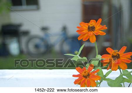 Close-up of flowers View Large Photo Image Stock Image - Close-up of flowers. Fotosearch