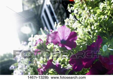 Close-up of flowers View Large Photo Image Stock Image - Close-up of flowers. Fotosearch