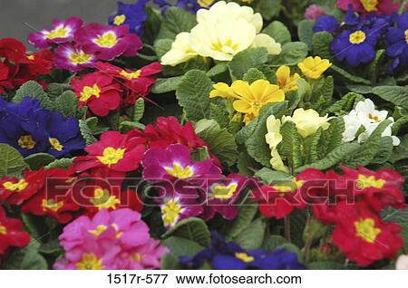 Close-up of flowers View Large Photo Image Stock Photo - Close-up of flowers. Fotosearch
