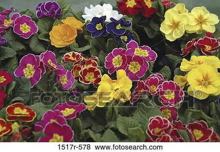 Close-up of flowers View Large Photo Image Stock Photo - Close-up of flowers. Fotosearch