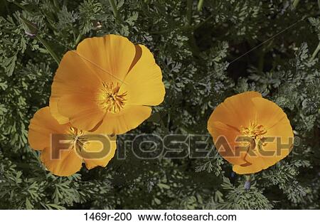 Close-up of Golden Poppies growing in a field View Large Photo Image Stock Image - Close-up of Golden Poppies growing in a field. Fotosearch
