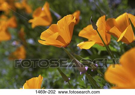 Close-up of Golden Poppies growing in a field View Large Photo Image Stock Image - Close-up of Golden Poppies growing in a field. Fotosearch