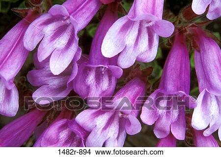 Close-up of Greene Davidson's Penstemons (Penstemon davidsonii) View Large Photo Image Picture - Close-up of Greene Davidson's Penstemons (Penstemon davidsonii). Fotosearch