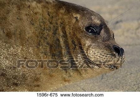 Stock Photography - Close-up of Harbor Seal (Phoca vitulina). Fotosearch