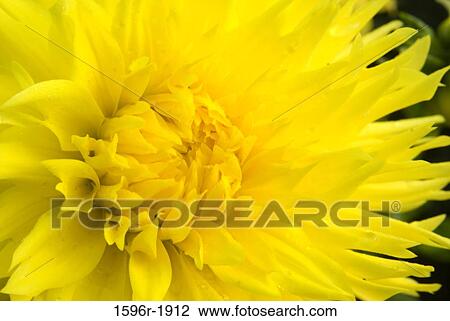 Close-up of Hissy Fitz Dahlia, Swan Island Dahlias, Clackamas County, Oregon, USA View Large Photo Image Stock Image - Close-up of Hissy Fitz Dahlia, Swan Island Dahlias, Clackamas County, Oregon, USA. Fotosearch