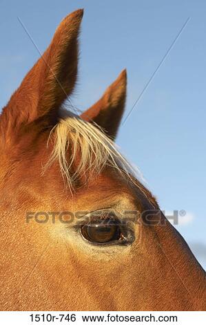 Stock Photograph - Close up of horses eye and ears. Fotosearch