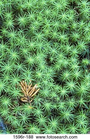 Close-up of leaves of a hemlock tree View Large Photo Image Stock Photo - Close-up of leaves of a hemlock tree. Fotosearch