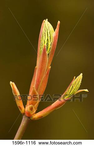 Stock Photograph - Close-up of maple leaf buds. Fotosearch