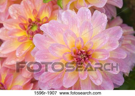 Close-up of Miss Molly Dahlias, Swan Island Dahlias, Clackamas County, Oregon, USA View Large Photo Image Stock Photo - Close-up of Miss Molly Dahlias, Swan Island Dahlias, Clackamas County, Oregon, USA. Fotosearch