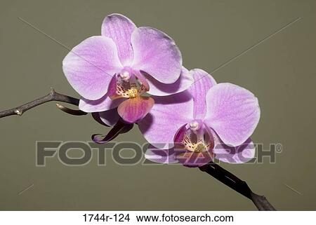 Picture - Close-up of Orchids. Fotosearch