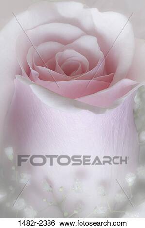 Stock Photograph - Close -up of pink rose head. Fotosearch