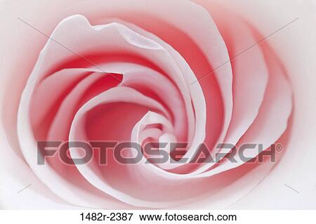 Close -up of pink rose petals View Large Photo Image Stock Photo - Close -up of pink rose petals. Fotosearch