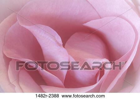 Stock Photo - Close -up of pink rose petals. Fotosearch