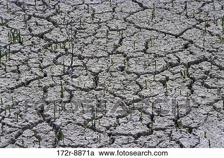 Stock Image - Close-up of plants sprouting on cracked mud, Yucatan, Mexico. Fotosearch