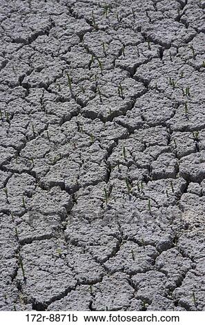 Close-up of plants sprouting on cracked mud, Yucatan, Mexico View Large Photo Image Stock Image - Close-up of plants sprouting on cracked mud, Yucatan, Mexico. Fotosearch